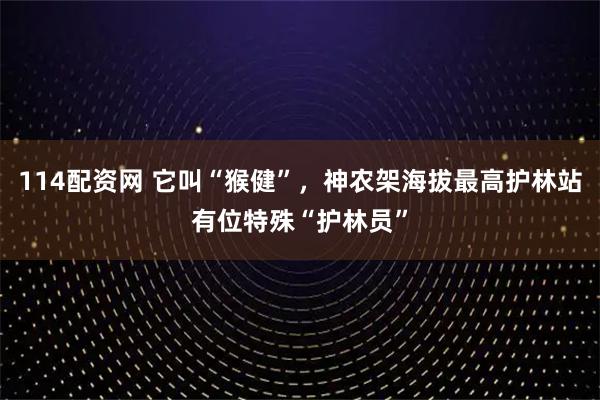 114配资网 它叫“猴健”，神农架海拔最高护林站有位特殊“护林员”